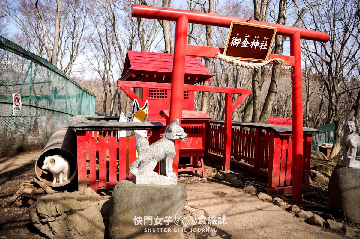 【日本 宮城縣】藏王狐狸村 x 近距離觀賞可愛狐狸 x 體驗抱可愛狐狸 - 第14張圖 【日本 宮城縣】藏王狐狸村 x 近距離觀賞可愛狐狸 x 體驗抱可愛狐狸