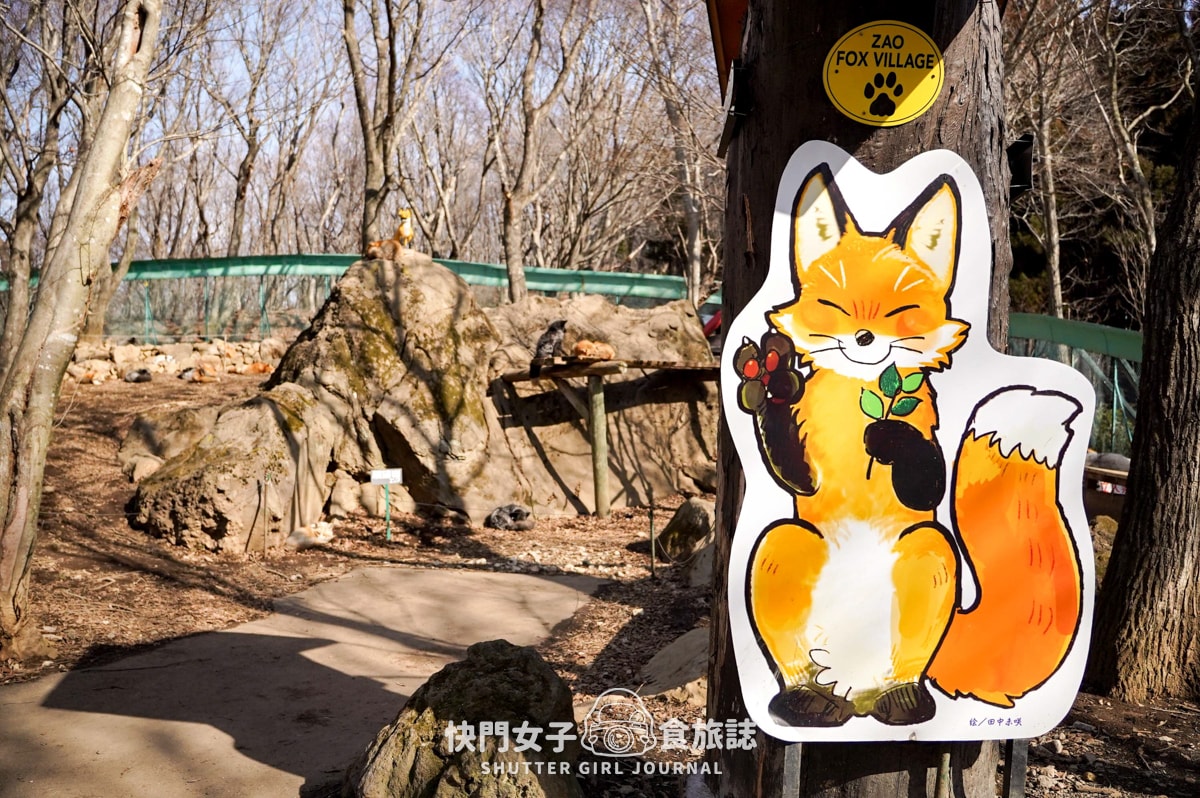 【日本 宮城縣】藏王狐狸村 x 近距離觀賞可愛狐狸 x 體驗抱可愛狐狸 - 第17張圖 【日本 宮城縣】藏王狐狸村 x 近距離觀賞可愛狐狸 x 體驗抱可愛狐狸