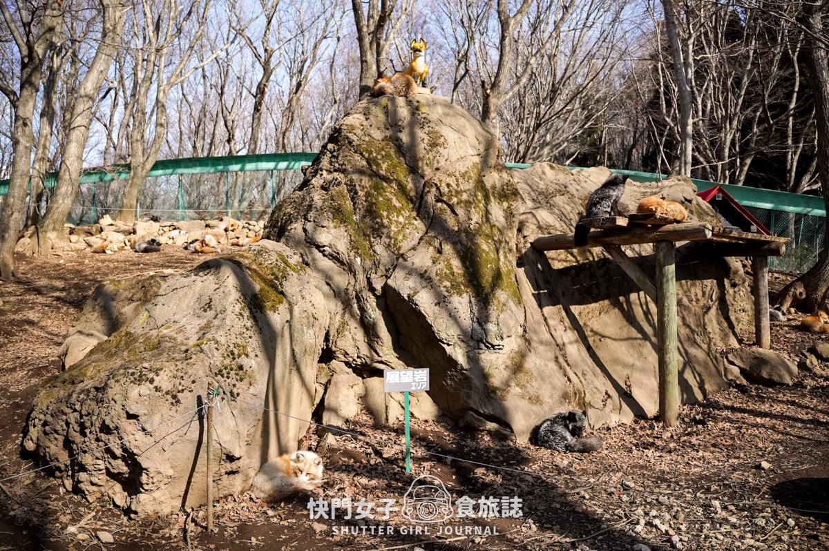 【日本 宮城縣】藏王狐狸村 x 近距離觀賞可愛狐狸 x 體驗抱可愛狐狸 - 第18張圖 【日本 宮城縣】藏王狐狸村 x 近距離觀賞可愛狐狸 x 體驗抱可愛狐狸