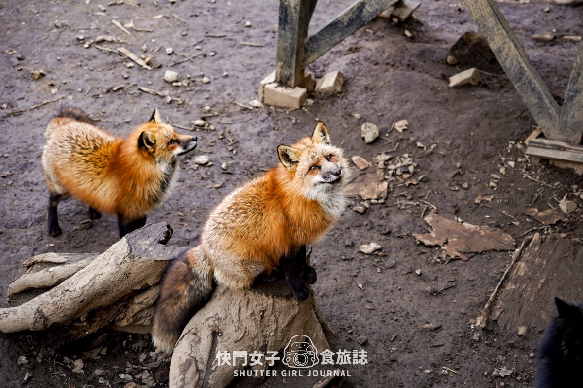 【日本 宮城縣】藏王狐狸村 x 近距離觀賞可愛狐狸 x 體驗抱可愛狐狸 - 第26張圖 【日本 宮城縣】藏王狐狸村 x 近距離觀賞可愛狐狸 x 體驗抱可愛狐狸