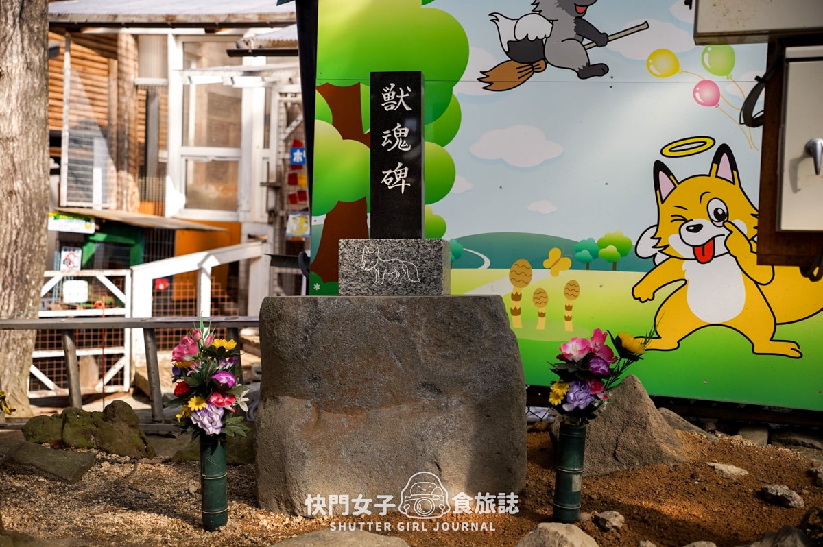 【日本 宮城縣】藏王狐狸村 x 近距離觀賞可愛狐狸 x 體驗抱可愛狐狸 - 第37張圖 【日本 宮城縣】藏王狐狸村 x 近距離觀賞可愛狐狸 x 體驗抱可愛狐狸