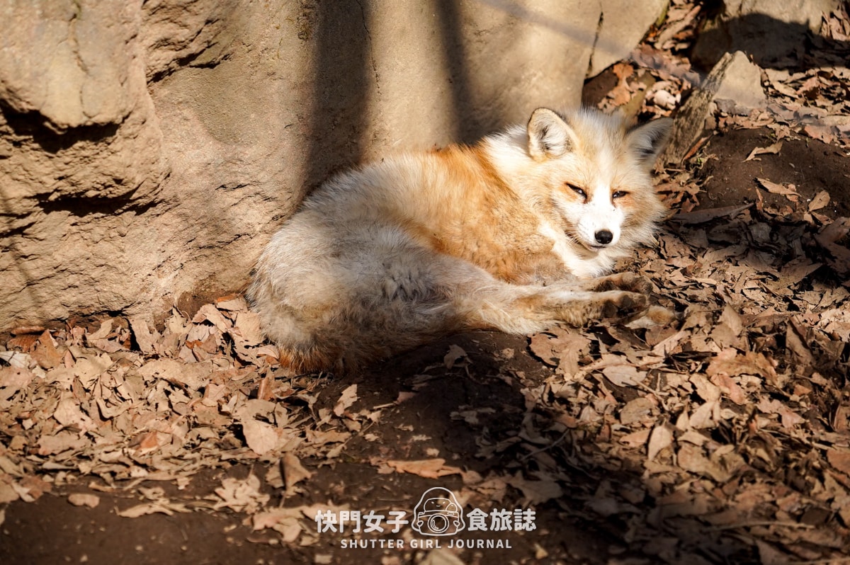 【日本 宮城縣】藏王狐狸村 x 近距離觀賞可愛狐狸 x 體驗抱可愛狐狸 - 第38張圖 【日本 宮城縣】藏王狐狸村 x 近距離觀賞可愛狐狸 x 體驗抱可愛狐狸