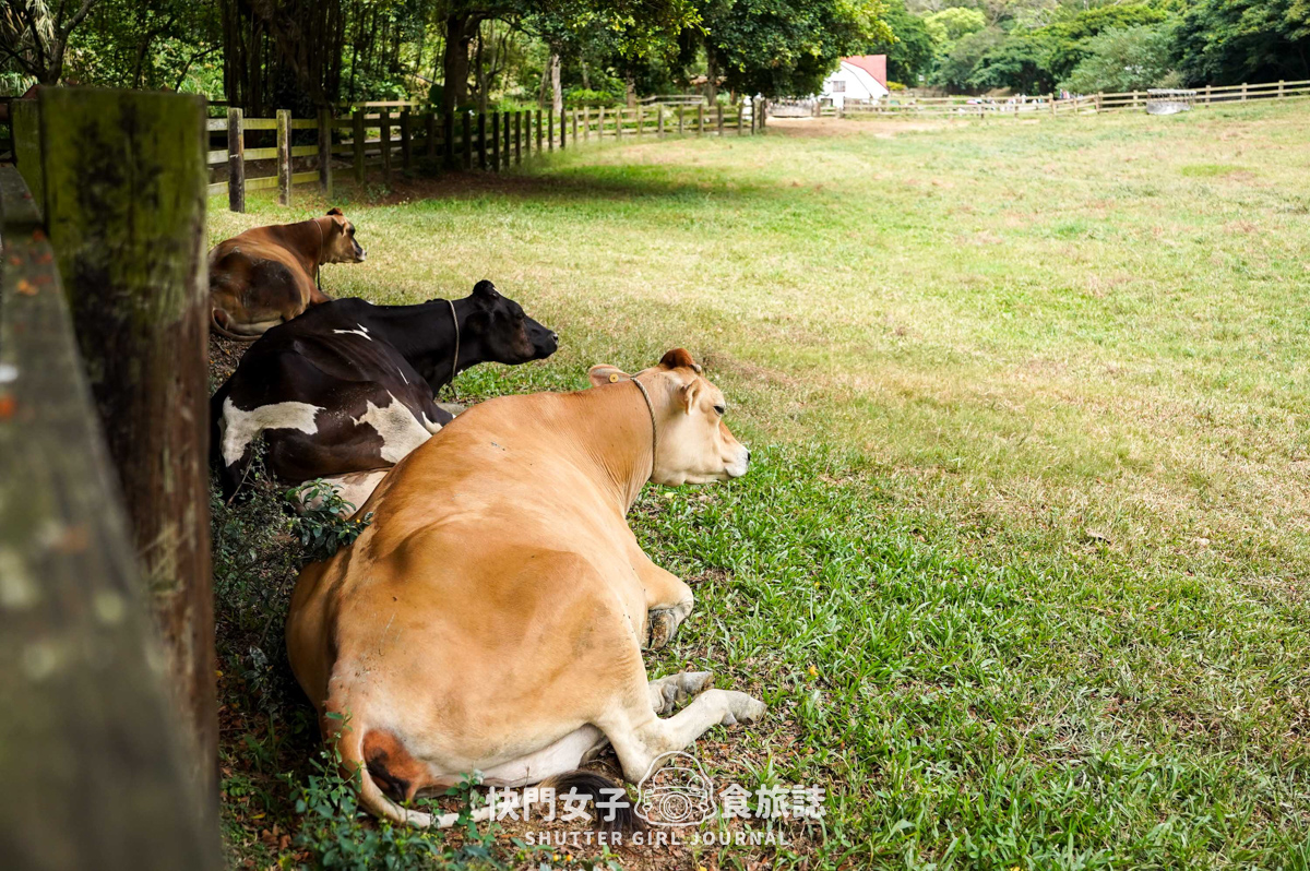 【苗栗 通霄鎮】飛牛牧場 x 體驗擠牛乳餵食小羊 x 品嚐乳製品布丁