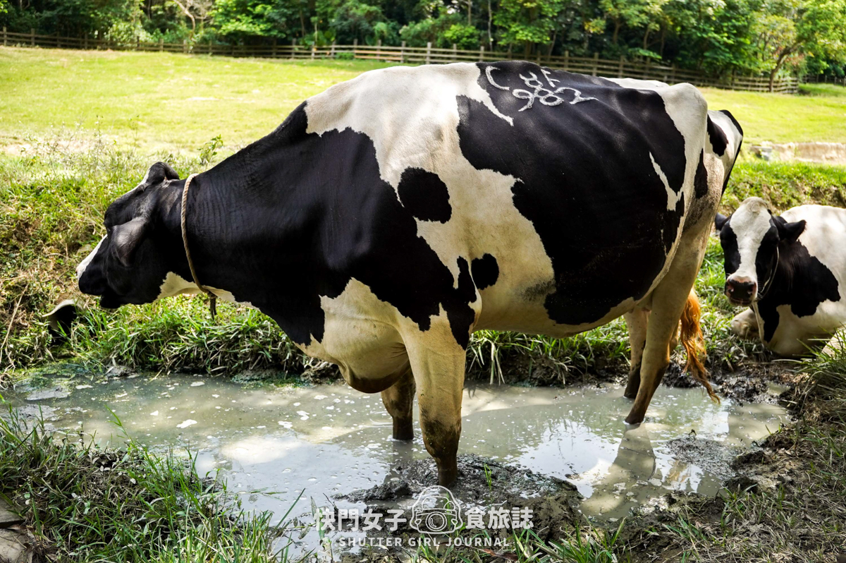【苗栗 通霄鎮】飛牛牧場 x 體驗擠牛乳餵食小羊 x 品嚐乳製品布丁