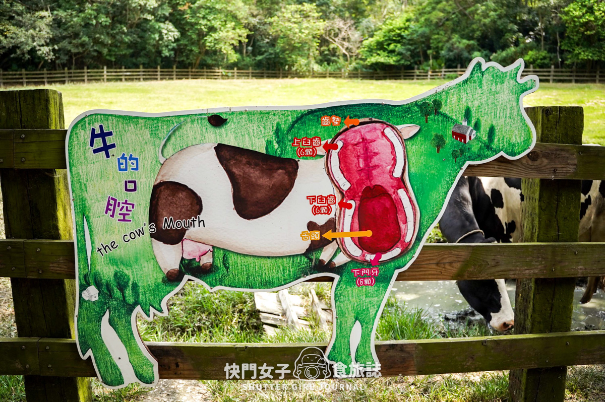 【苗栗 通霄鎮】飛牛牧場 x 體驗擠牛乳餵食小羊 x 品嚐乳製品布丁