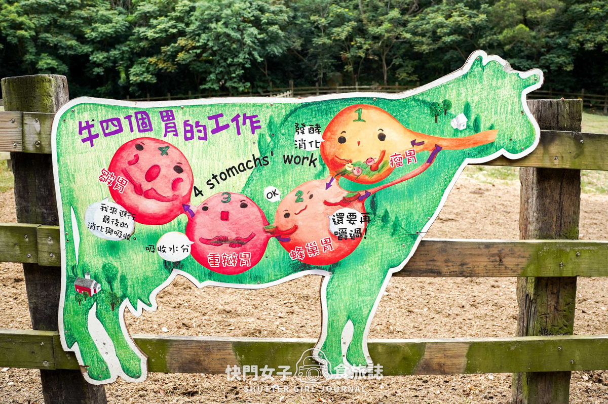 【苗栗 通霄鎮】飛牛牧場 x 體驗擠牛乳餵食小羊 x 品嚐乳製品布丁