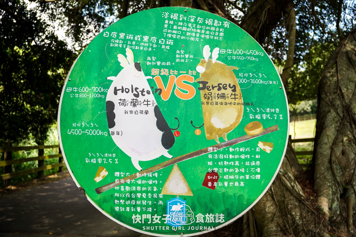 【苗栗 通霄鎮】飛牛牧場 x 體驗擠牛乳餵食小羊 x 品嚐乳製品布丁