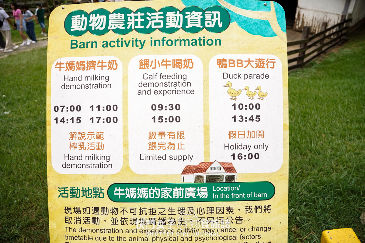 【苗栗 通霄鎮】飛牛牧場 x 體驗擠牛乳餵食小羊 x 品嚐乳製品布丁