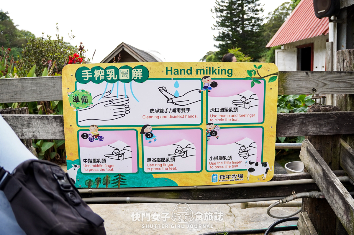 【苗栗 通霄鎮】飛牛牧場 x 體驗擠牛乳餵食小羊 x 品嚐乳製品布丁