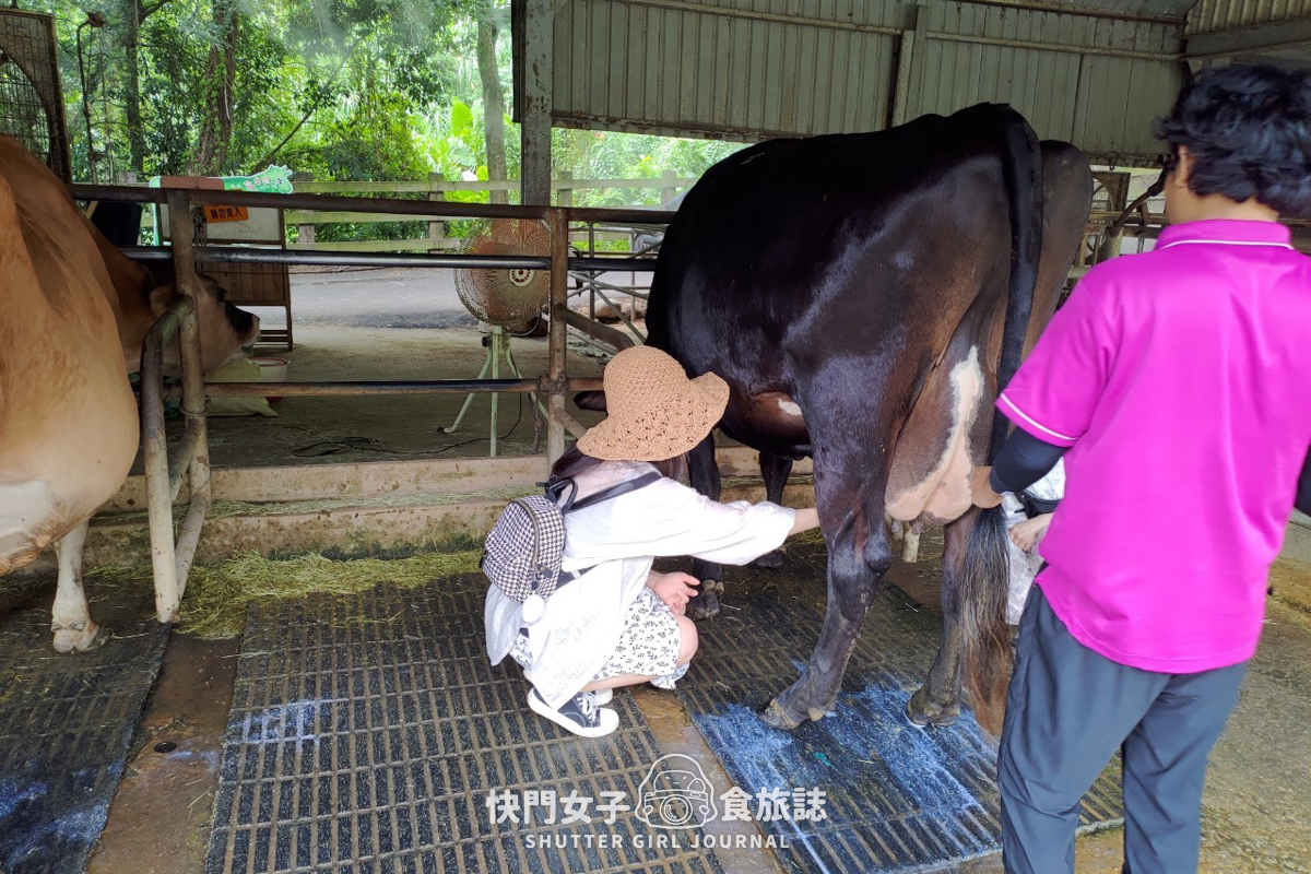 【苗栗 通霄鎮】飛牛牧場 x 體驗擠牛乳餵食小羊 x 品嚐乳製品布丁