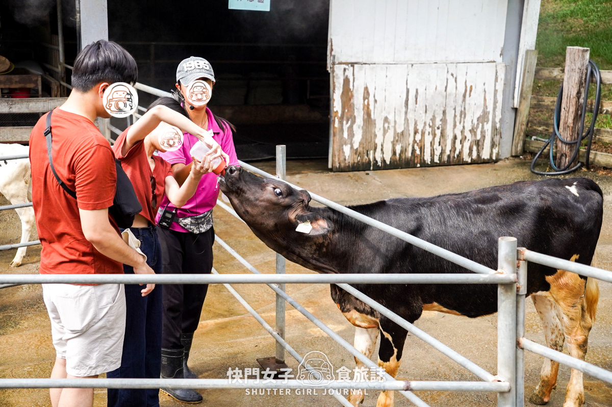 【苗栗 通霄鎮】飛牛牧場 x 體驗擠牛乳餵食小羊 x 品嚐乳製品布丁