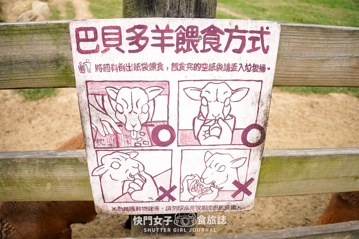 【苗栗 通霄鎮】飛牛牧場 x 體驗擠牛乳餵食小羊 x 品嚐乳製品布丁