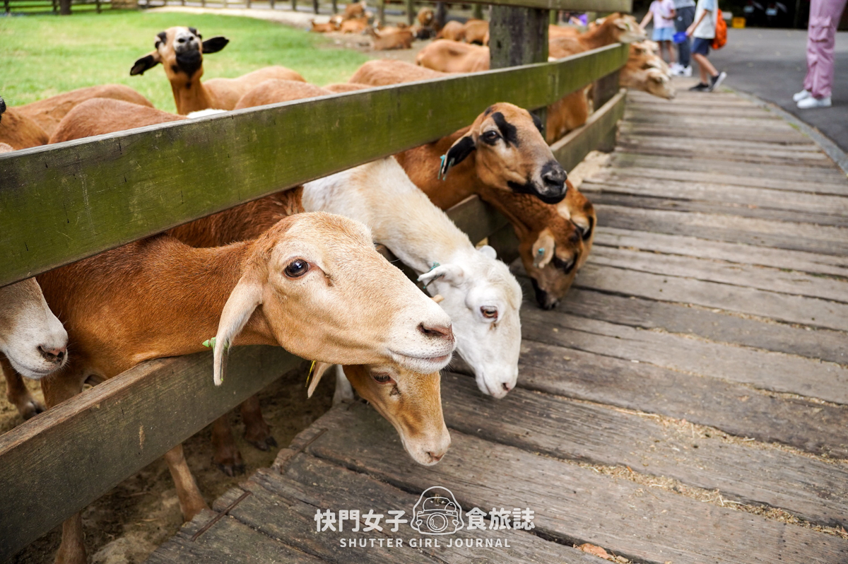 【苗栗 通霄鎮】飛牛牧場 x 體驗擠牛乳餵食小羊 x 品嚐乳製品布丁