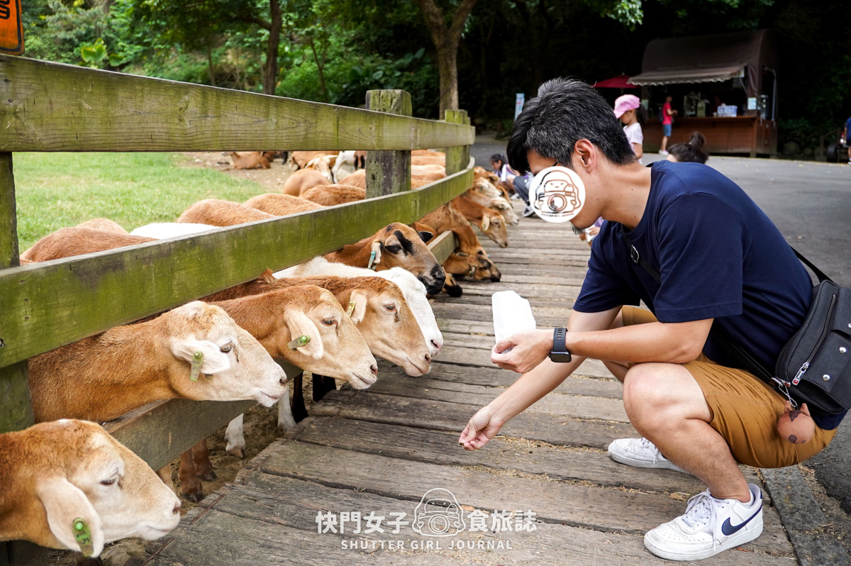 【苗栗 通霄鎮】飛牛牧場 x 體驗擠牛乳餵食小羊 x 品嚐乳製品布丁