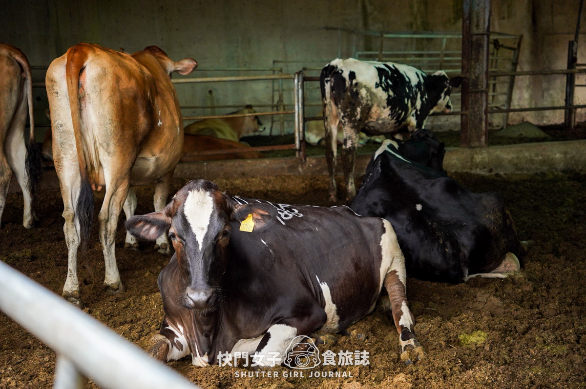 【苗栗 通霄鎮】飛牛牧場 x 體驗擠牛乳餵食小羊 x 品嚐乳製品布丁