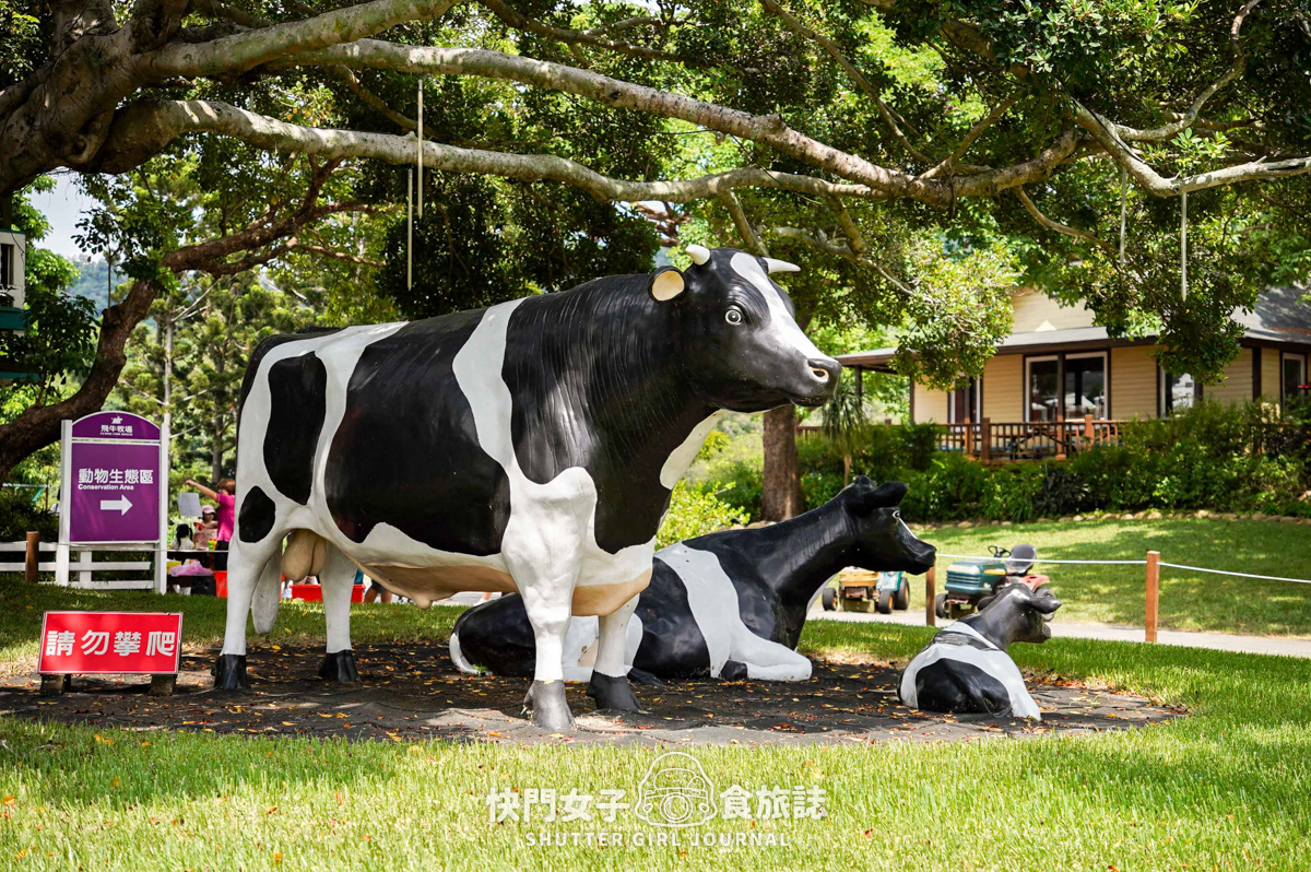 【苗栗 通霄鎮】飛牛牧場 x 體驗擠牛乳餵食小羊 x 品嚐乳製品布丁