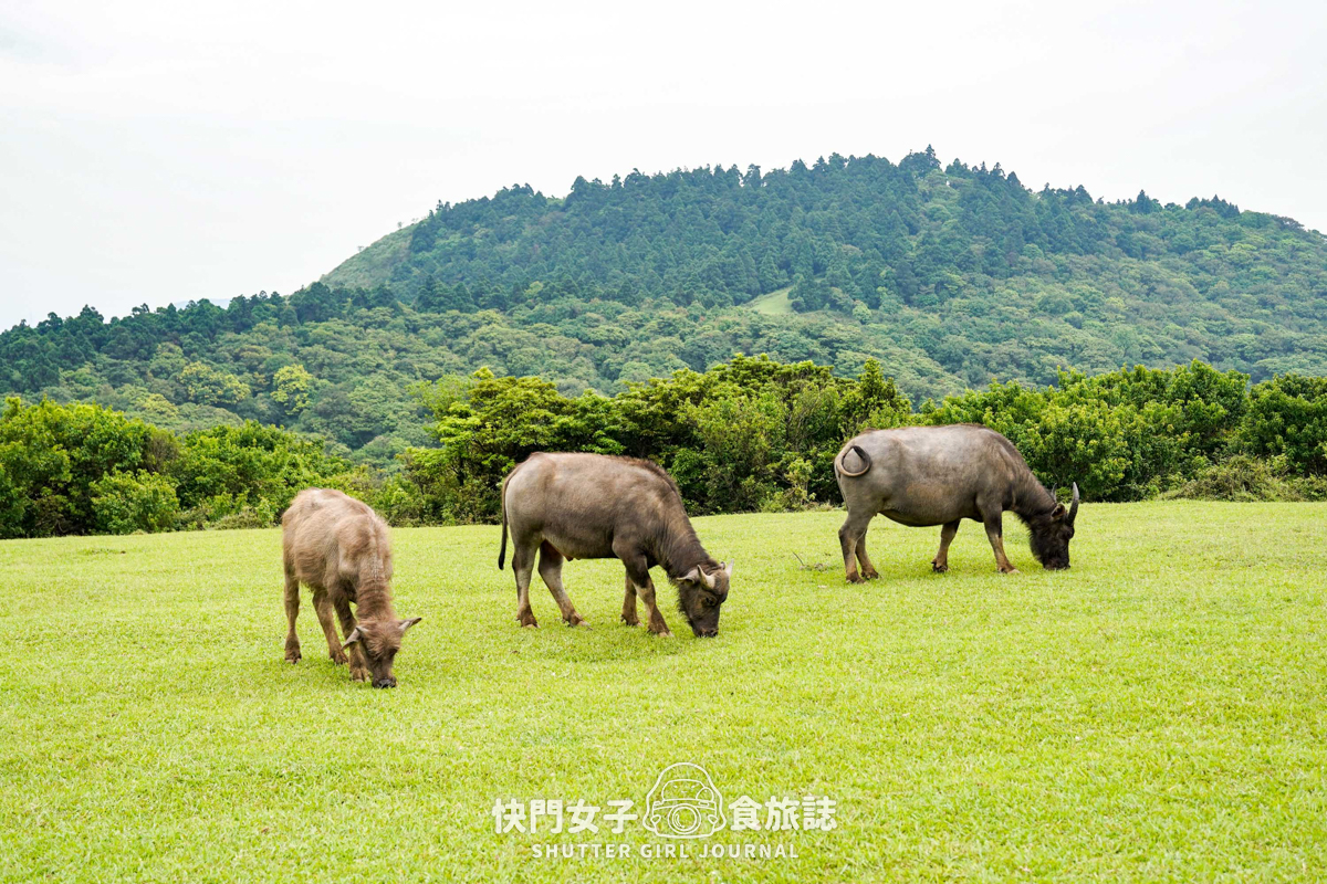 【台北大縱走第三段】台北最高峰七星山 x 橫跨擎天崗大草原 x 地形多變風景優美 - 第50張圖 【台北大縱走第三段】台北最高峰七星山 x 橫跨擎天崗大草原 x 地形多變風景優美